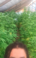 CRITICAL GANJA - Imagen 11