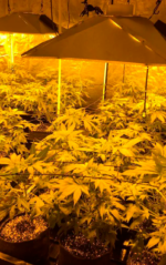 CRITICAL GANJA - Imagen 12