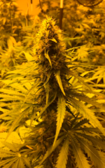 CRITICAL GANJA - Imagen 13