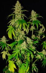 CRITICAL GANJA - Imagen 14