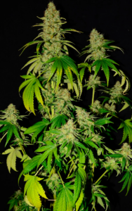 Poda de cannabis: guía completa 2026 paso a paso