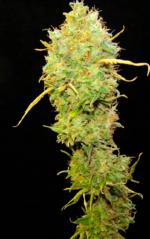 CRITICAL GANJA - Imagen 15