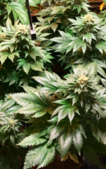 CRITICAL GANJA - Imagen 16