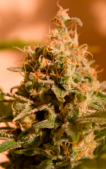CRITICAL GANJA - Imagen 3