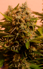 CRITICAL GANJA - Imagen 5