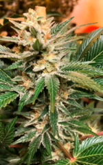 CRITICAL GANJA - Imagen 6