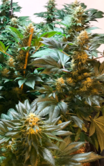 CRITICAL GANJA - Imagen 7