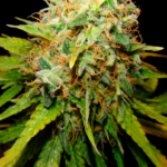CRITICAL GANJA