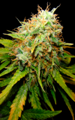 CRITICAL GANJA