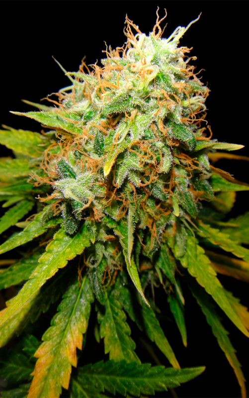 Critical ganja 8