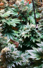 CRITICAL GANJA - Imagen 9