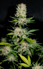 HOUCHIE KOUCHIE KUSH - Imagen 9