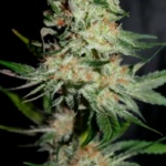HOUCHIE KOUCHIE KUSH