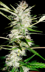 HOUCHIE KOUCHIE KUSH - Imagen 3
