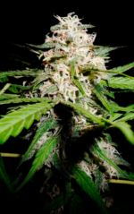 HOUCHIE KOUCHIE KUSH - Imagen 4