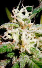 HOUCHIE KOUCHIE KUSH - Imagen 5