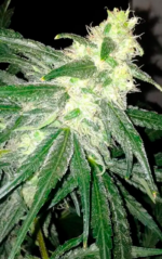 HOUCHIE KOUCHIE KUSH - Imagen 6