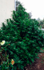 HOUCHIE KOUCHIE KUSH - Imagen 8