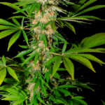 SOMANGO