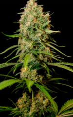 SOMANGO - Imagen 7