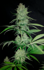 SOMANGO - Imagen 2