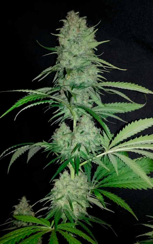 SOMANGO 2