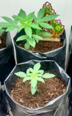 SOMANGO - Imagen 3