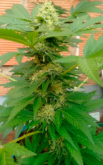 SOMANGO - Imagen 4