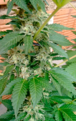 SOMANGO - Imagen 5