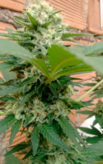 SOMANGO - Imagen 6