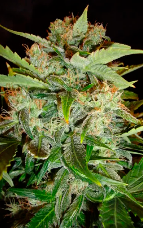 Super Lemon Haze 1
