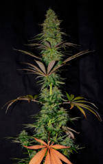SUPER LEMON HAZE - Imagen 9