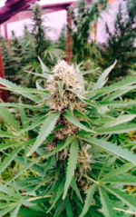 SUPER LEMON HAZE - Imagen 3