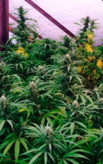 SUPER LEMON HAZE - Imagen 4