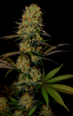 SUPER LEMON HAZE - Imagen 5