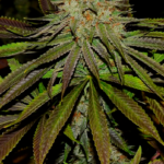 SUPER LEMON HAZE