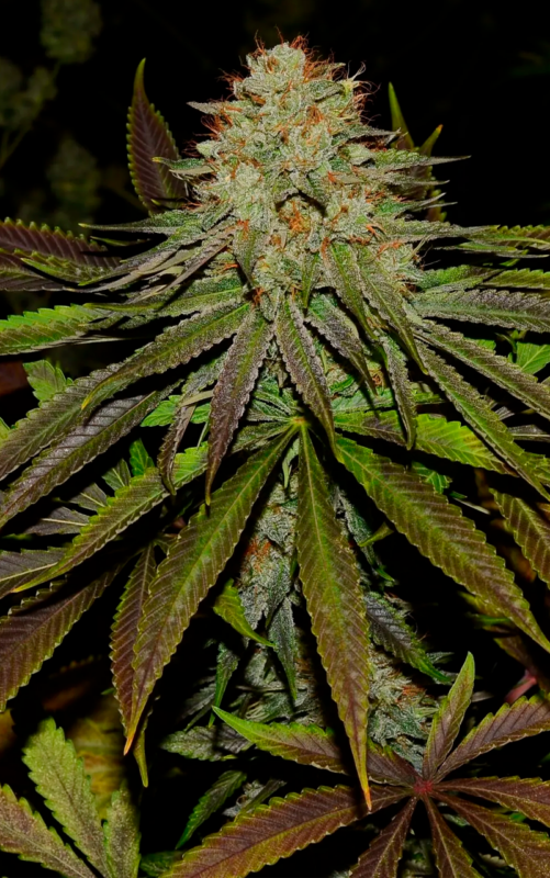 Super Lemon Haze 5