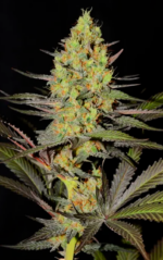 SUPER LEMON HAZE - Imagen 6