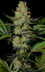 SUPER LEMON HAZE - Imagen 7