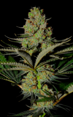 SUPER LEMON HAZE - Imagen 8