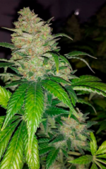 WACKY WIDOW - Imagen 6