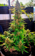 AUTO CRITICAL GANJA - Imagen 2