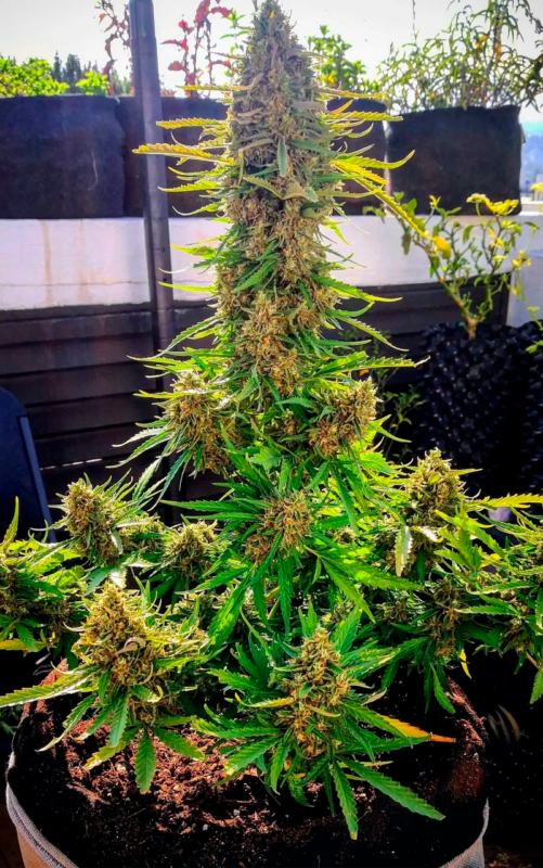 auto critical ganja 1