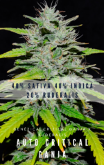 AUTO CRITICAL GANJA - Imagen 6