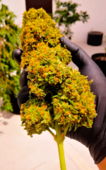 AUTO CRITICAL GANJA - Imagen 3