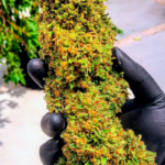AUTO CRITICAL GANJA