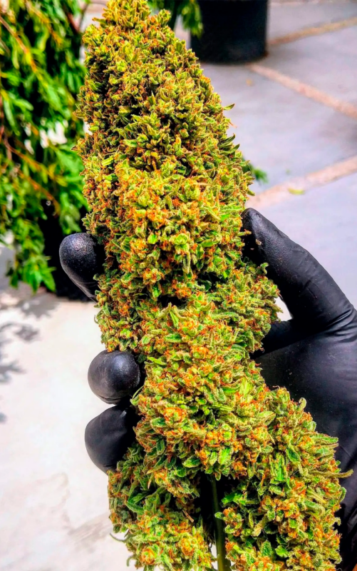 auto critical ganja 3