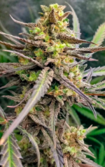 AUTO CRITICAL GANJA - Imagen 4