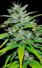 AUTO CRITICAL GANJA - Imagen 5