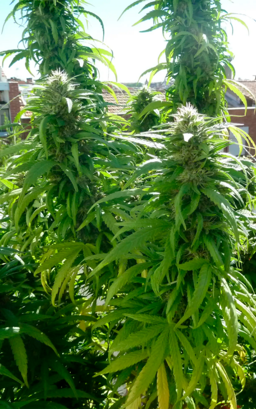 super skunk 1